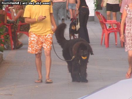 Neufundländer Leon aus Spanien (Marbella)