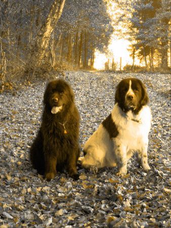 Neufundländer Semmie und Mieka im Wald