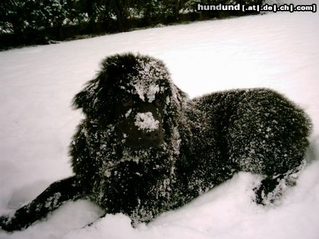 Neufundländer Luna