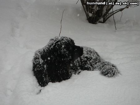 Neufundländer Schneeball