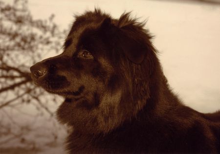 Neufundländer Unser Kleiner Liebling