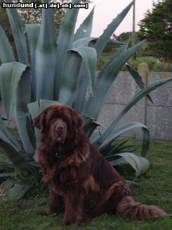 Neufundländer Aura in der Bretagne