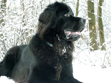 Neufundländer Ayscha vom Fürstenfelde