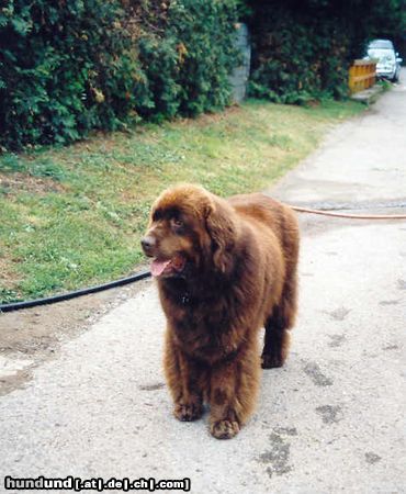 Neufundländer Gustel v. Elsterufer