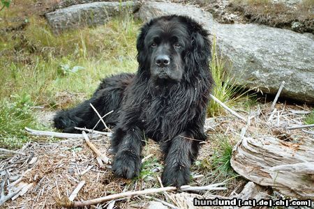 Neufundländer Ivo von den Koehnitzteichen *4.8.1995/foto : 07/2004