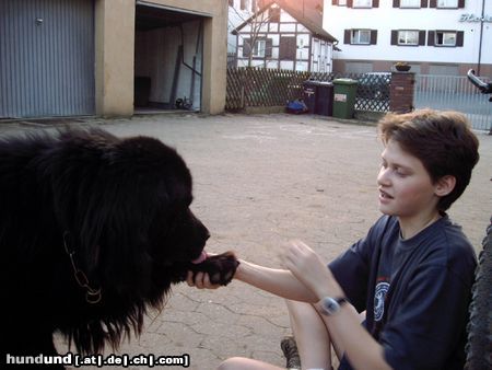 Neufundländer sam, stellt sich vor