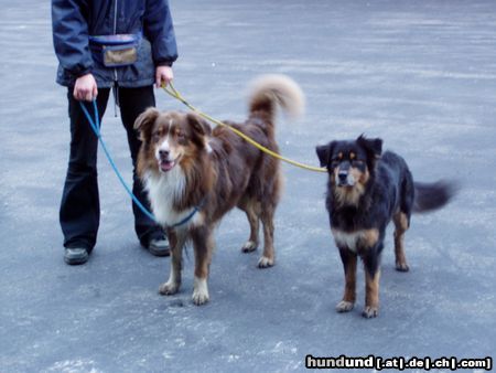 Miniature American Shepherd nach dem Agility