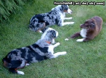 Miniature American Shepherd  ..... ausruhen nach wildem Toben.... ;o))