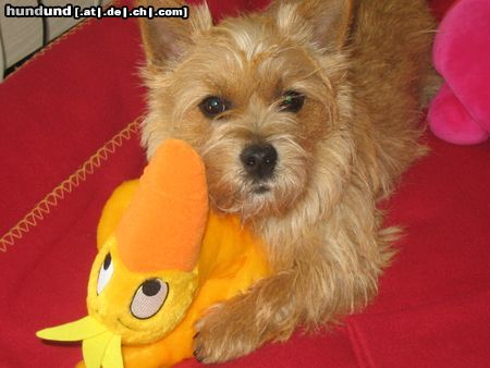 Norwich Terrier Mein großer Fang