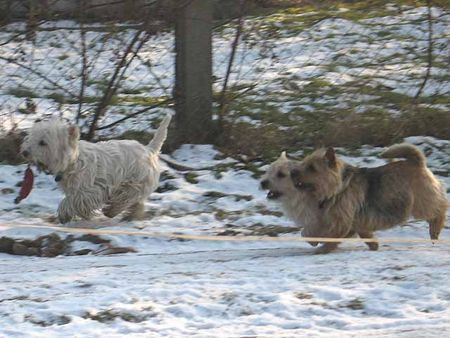 Norwich Terrier Westie-wir werden Dich kriegen!