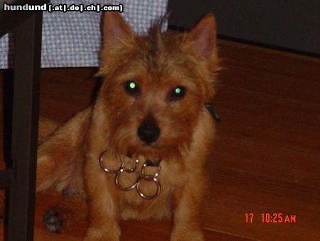 Norwich Terrier