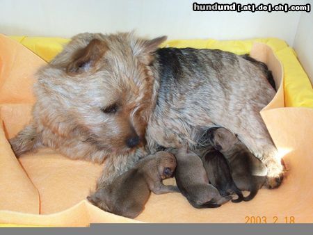 Norwich Terrier Blümchens erster Wurf