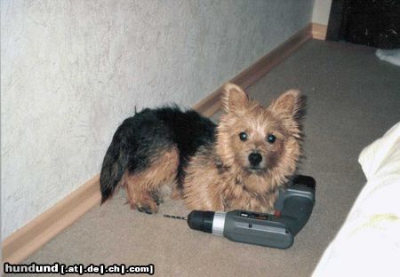 Norwich Terrier Ich möchte auch mal bohren