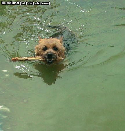 Norwich Terrier E.T.Moon-swimming norwich