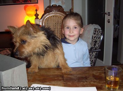 Norwich Terrier Danny de Vito & Helena bei Fam. Schoiswohl in Bad Aussee/OÖ