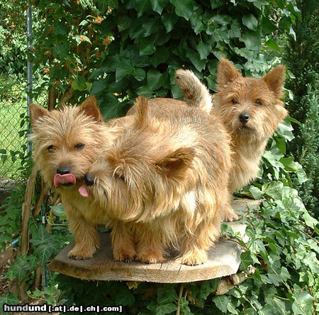 Norwich Terrier Wir lieben unseren Chef!