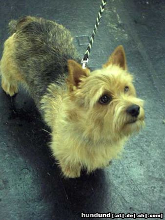 Norwich Terrier Oh ! It´s Fee.