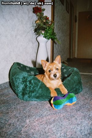 Norwich Terrier Unsere Aischa von den Zwei Eichen 16 Wochen alt