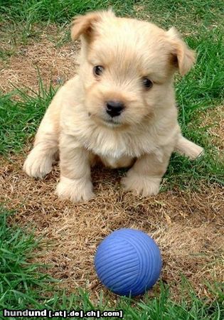 Norwich Terrier Paige vom Hoffmannseck - einfach super süß!