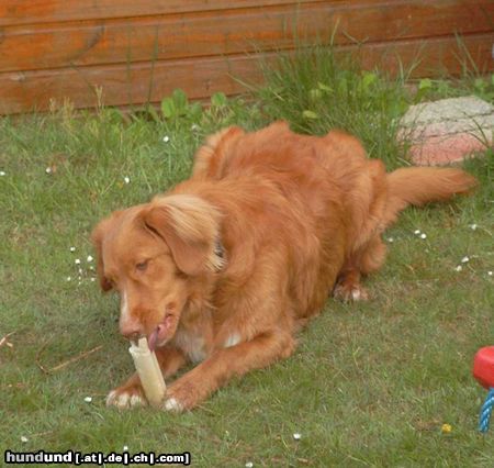 Nova Scotia Duck Tolling Retriever Balou 