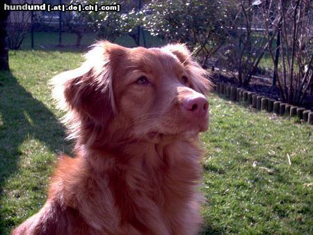 Nova Scotia Duck Tolling Retriever Akira vom Sickinger Land (Maia), 10 Monate