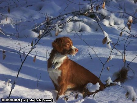 Nova Scotia Duck Tolling Retriever Copper and Brass\'s Zaratustra (Sockx). WWW.DUCK-TOLLER.COM  -  WWW.THE-DREAMWORKER.COM