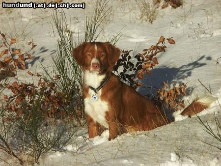 Nova Scotia Duck Tolling Retriever Copper and Brass\\\'s Zaratustra (Sockx). WWW.DUCK-TOLLER.COM  -  WWW.THE-DREAMWORKER.COM