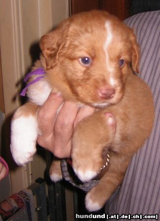 Nova Scotia Duck Tolling Retriever Eddy mit vier Wochen