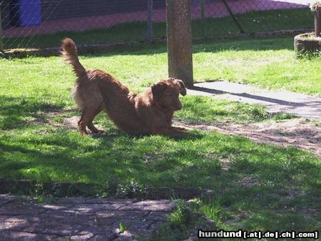 Nova Scotia Duck Tolling Retriever Copper and Brass's Bellarossa (Skye). WWW.DUCK-TOLLER.COM  -  WWW.THE-DREAMWORKER.COM