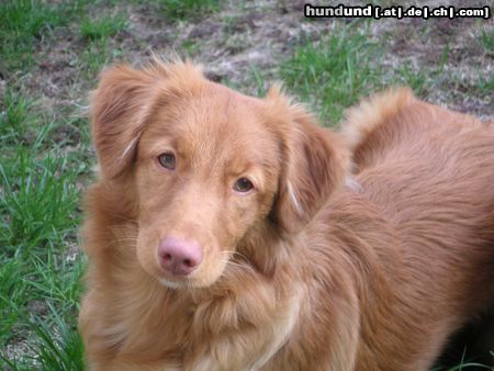 Nova Scotia Duck Tolling Retriever Akira vom Sickinger Land (Maia), 6 Monate