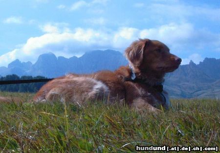 Nova Scotia Duck Tolling Retriever Balou der Geniesser