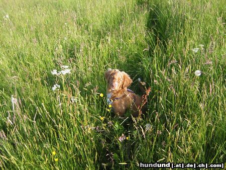 Nova Scotia Duck Tolling Retriever NSDTR Small Eddy Wind from Nova´s Power