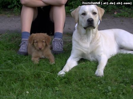 Nova Scotia Duck Tolling Retriever Akira vom Sickinger Land (Maia) und Zirrah von der Pfalz (Goa)