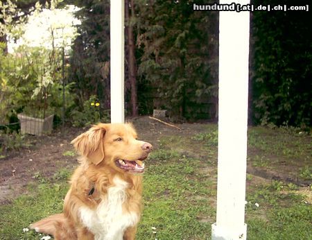 Nova Scotia Duck Tolling Retriever bald 4 Jahre alt,  Sammy