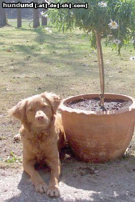 Nova Scotia Duck Tolling Retriever Isis