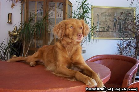 Nova Scotia Duck Tolling Retriever Isis