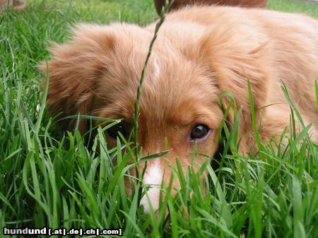 Nova Scotia Duck Tolling Retriever Monty mit 15 Wochen