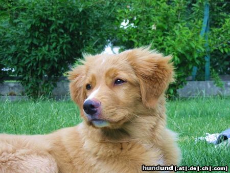 Nova Scotia Duck Tolling Retriever Monty mit 15 Wochen