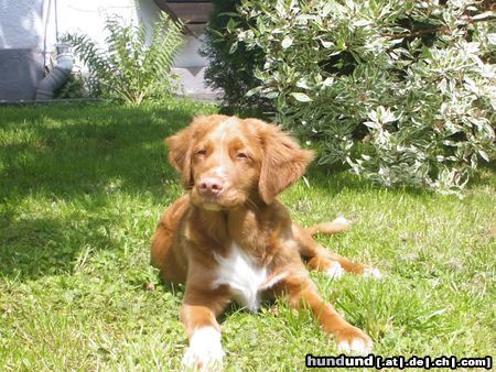 Nova Scotia Duck Tolling Retriever Small Eddy Wind from Nova´s Power