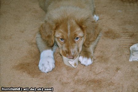 Nova Scotia Duck Tolling Retriever passend zum Teppich....oder, findest Du mich?