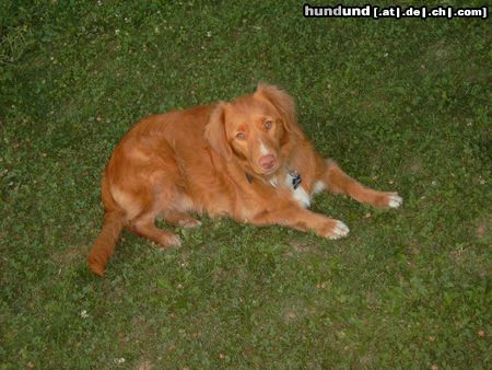 Nova Scotia Duck Tolling Retriever Balou 