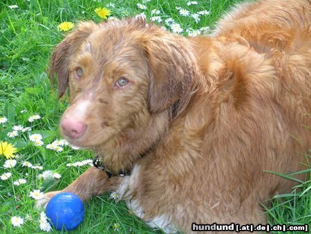 Nova Scotia Duck Tolling Retriever Ein Fisch namens Balou