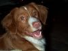 Nova Scotia Duck Tolling Retriever Hund