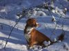 Nova Scotia Duck Tolling Retriever Hund