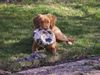 Nova Scotia Duck Tolling Retriever Hund