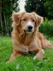 Nova Scotia Duck Tolling Retriever Hund