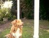 Nova Scotia Duck Tolling Retriever Hund