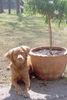 Nova Scotia Duck Tolling Retriever Hund