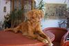 Nova Scotia Duck Tolling Retriever Hund