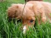 Nova Scotia Duck Tolling Retriever Hund